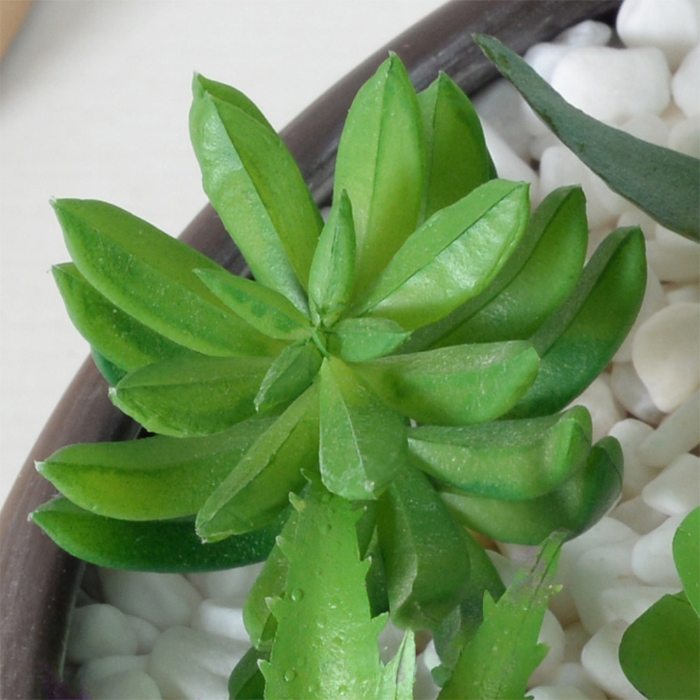 Plastic Based For Mini Bonsai  - đánh giá và giá Succulent Arrangement Mini