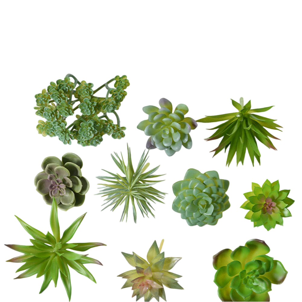 Plastic Based For Mini Bonsai  - đánh giá và giá Succulent Arrangement Mini
